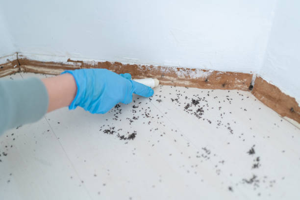 Best Residential Pest Control  in Tekamah, NE